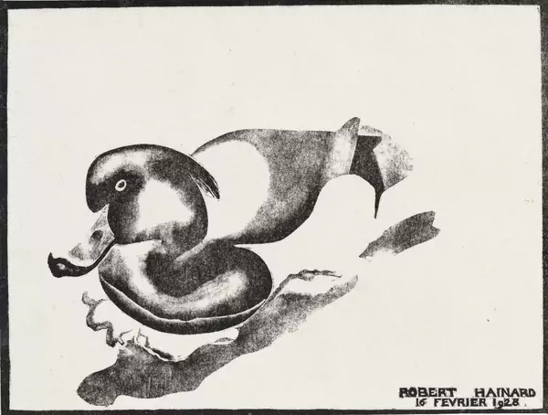 Morillon mâle