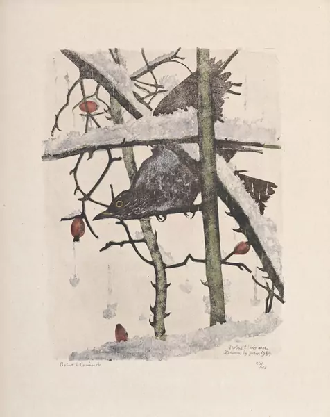 Merle dans l'églantier