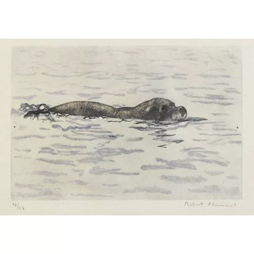 Robert Hainard — "Phoque moine mâle".