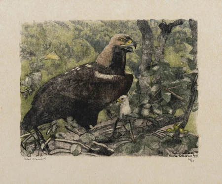 Aire d'aigle impérial