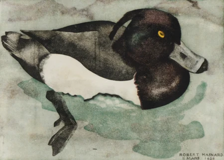 Canard morillon mâle