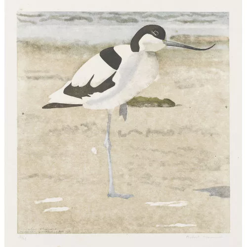 Robert Hainard — "Avocette, sur une patte".
