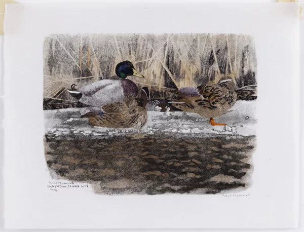 Robert Hainard — Robert Hainard (1906-1999), Colverts sur la glace et