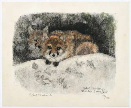 Couple de renards devant le terrier