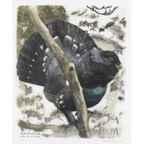 Robert Hainard — Grand coq après le chant.