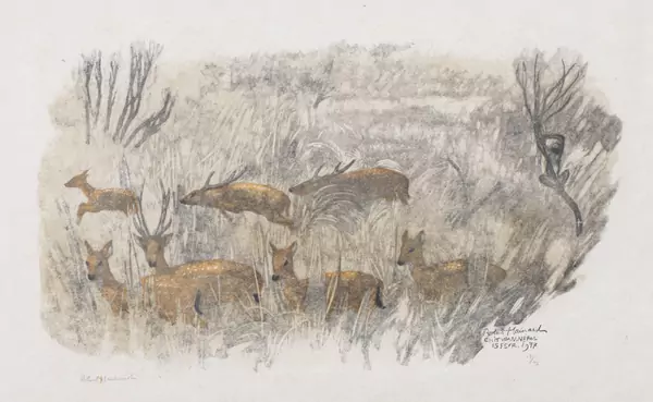 Robert HAINARD (1906-1999), "Cerfs Axis", gravure sur bois — DognyAuction