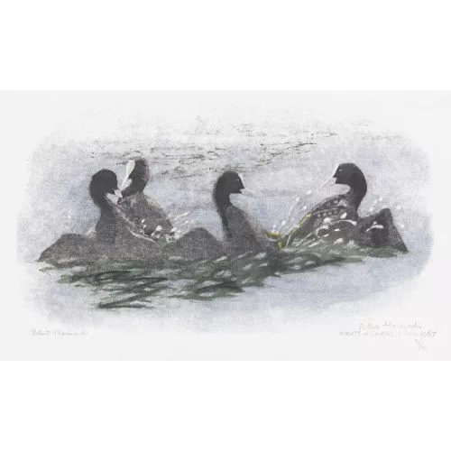 Robert Hainard — "Double combat de foulques".