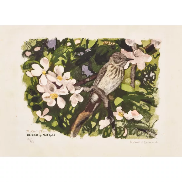 Robert Hainard — "Gobe-mouche gris".