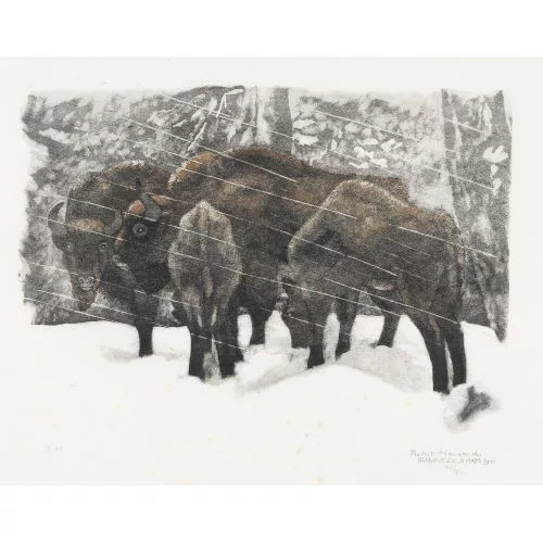 Robert Hainard — Bisons sous la neige.