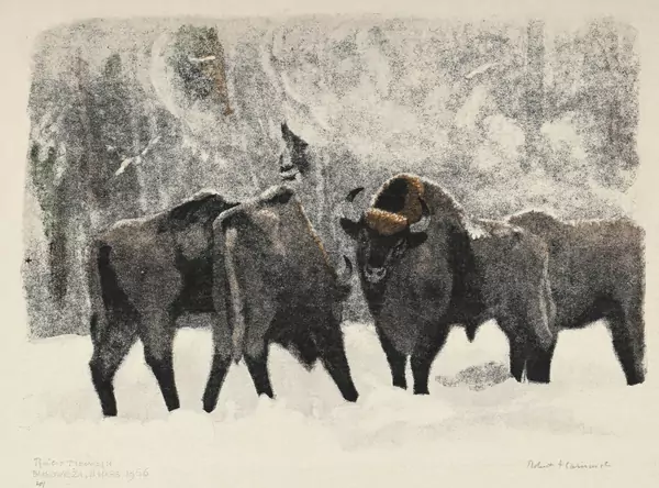 Bisons dans la tourmente de neige