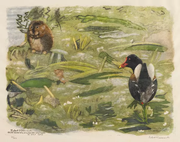 Poule d'eau et rat d'eau
