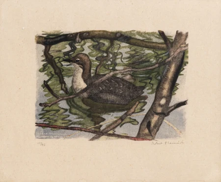 Poule d'eau