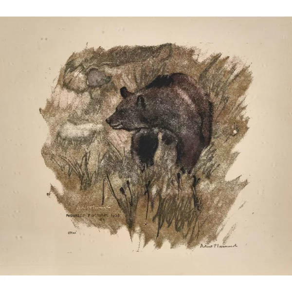 Robert Hainard — "Ours dans les herbes sèches".