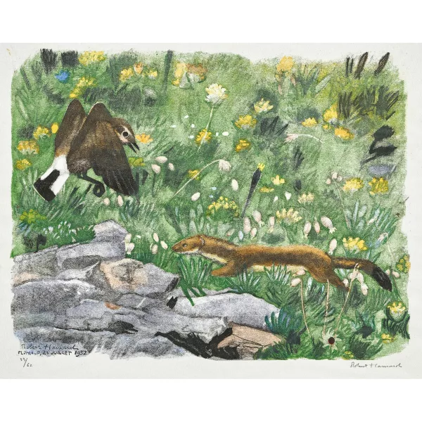 Robert Hainard — "Hermine et le traquet motteux".