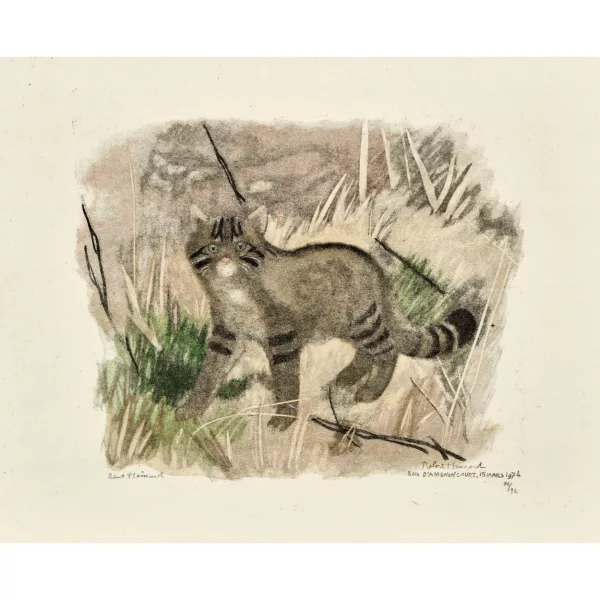 Robert Hainard — "Chat sauvage méfiant".