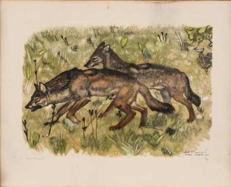 Deux loups