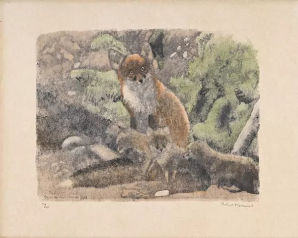 Renarde et renardeaux à contre-jour