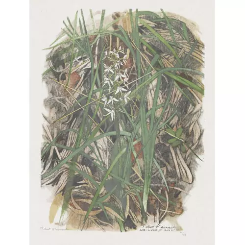 "Orchis à deux feuilles"