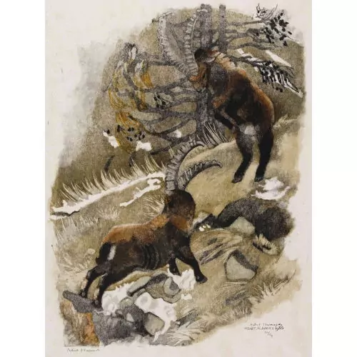 "Combat de bouquetins II"