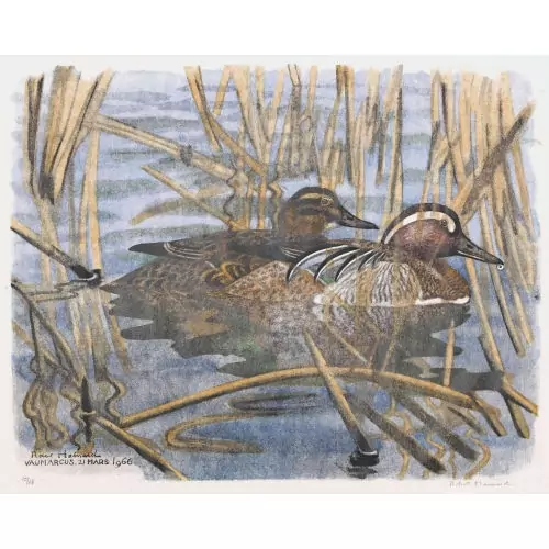 "Couple de sarcelles d′été"