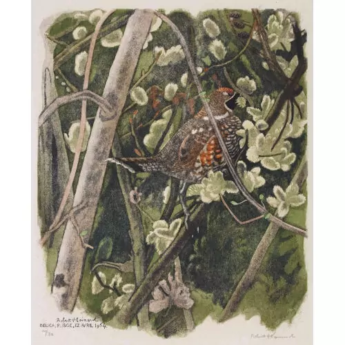 "Gélinotte mangeant des chatons de saule"
