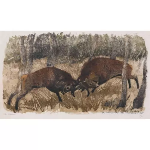 "Combat de cerfs"