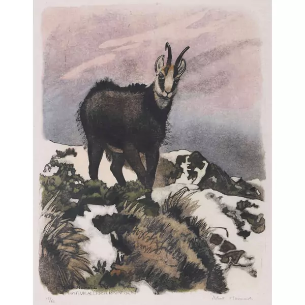 "Grand bouc de chamois"