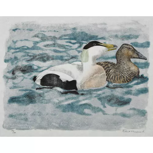 "Couple d′eiders en parade"