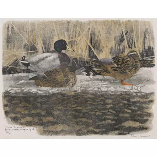 "Colverts sur la glace et sarcelle d′été"