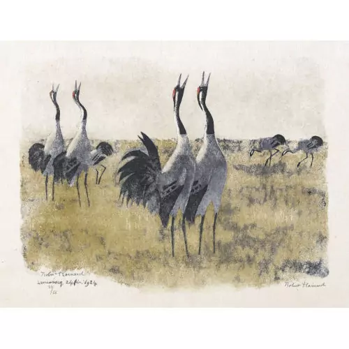 "Grues trompettant"