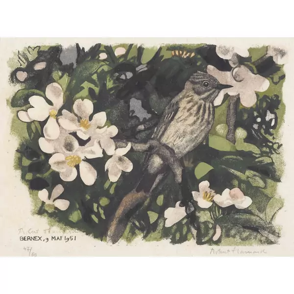 "Gobe-mouche gris"