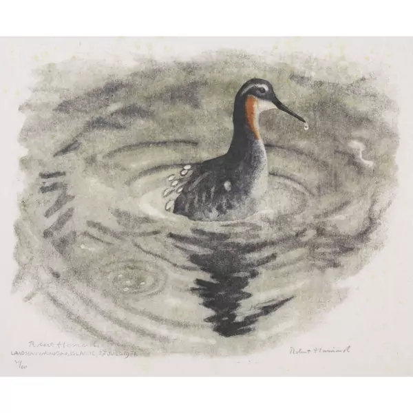 "Le phalarope prend son bain chaud"