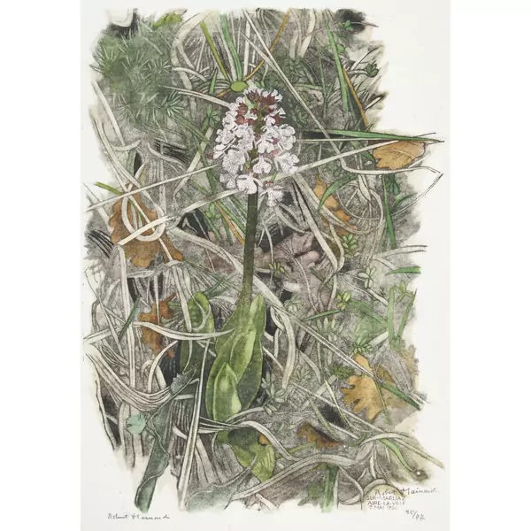"Orchis casque"