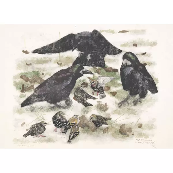 "Freux corneille, étourneaux, pinsons du Nord"