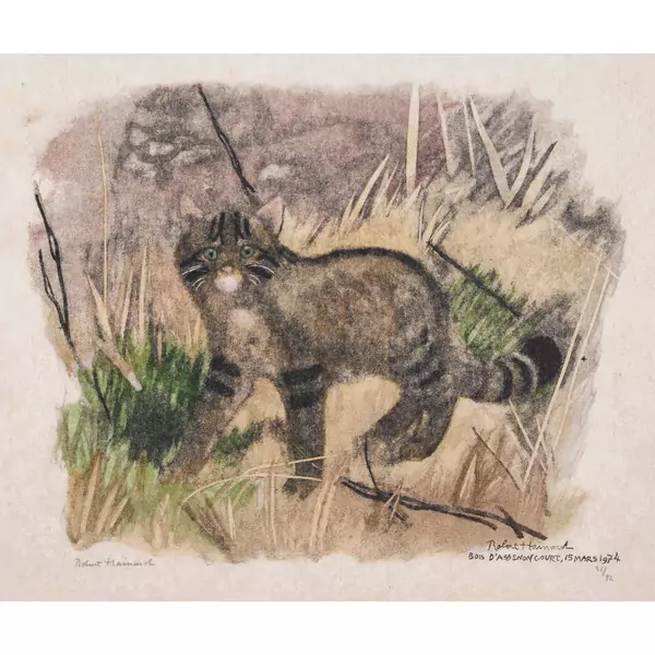 "Chat sauvage méfiant"