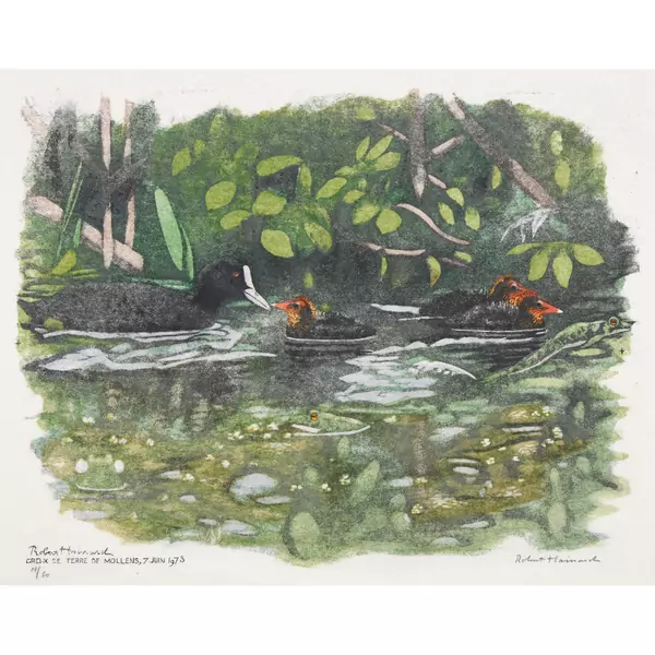 "Foulque et poussins"