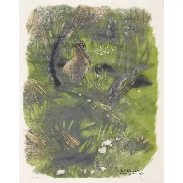 "Bécassine sous les ajoncs"
