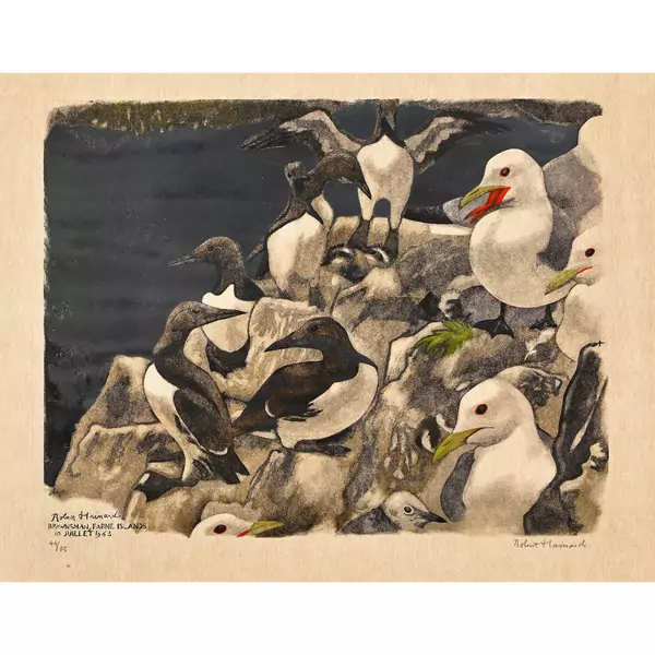 "Guillemots et mouettes tridactyles"