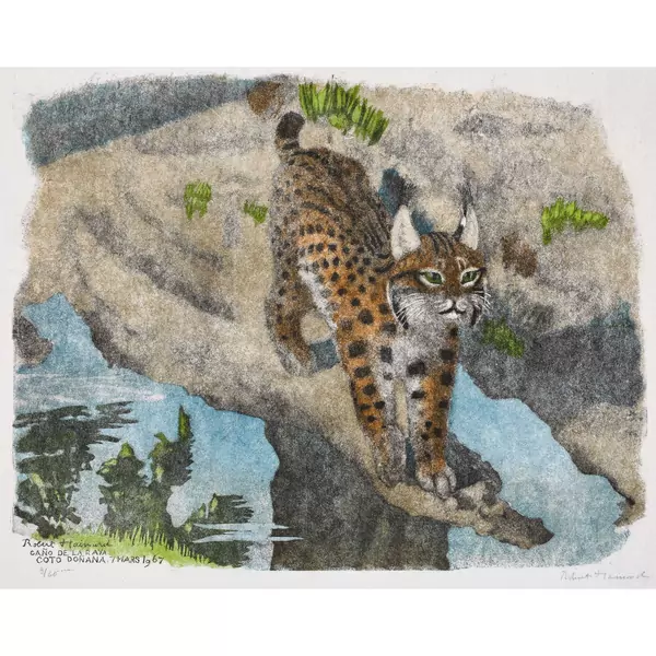 "Lynx d'Espagne devant la flaque"