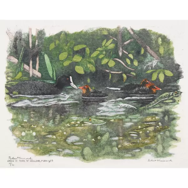 "Foulque et poussins"