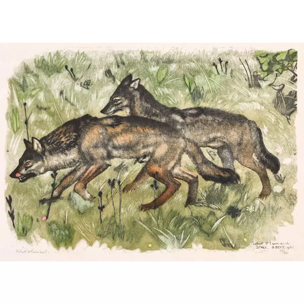 "Couple de loups marchant"