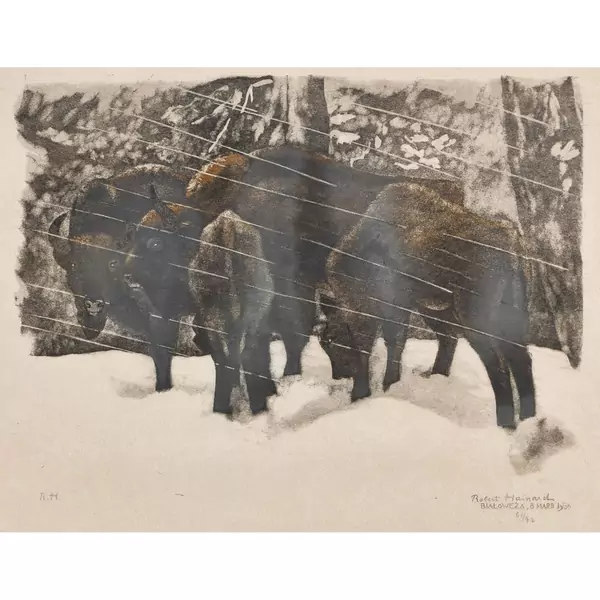 "Bison sous la neige"