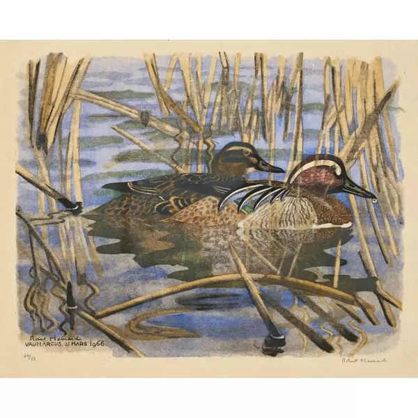 "Couple de sarcelles d'été"