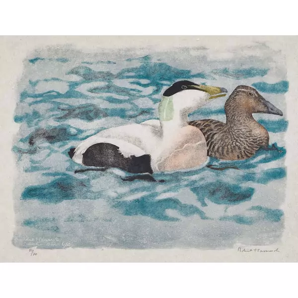 "Couple d'eiders en parade"