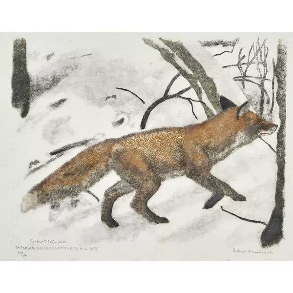 "Renard en quête"