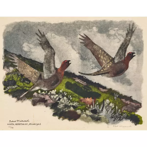 "Deux grouses mâles s'envolant"