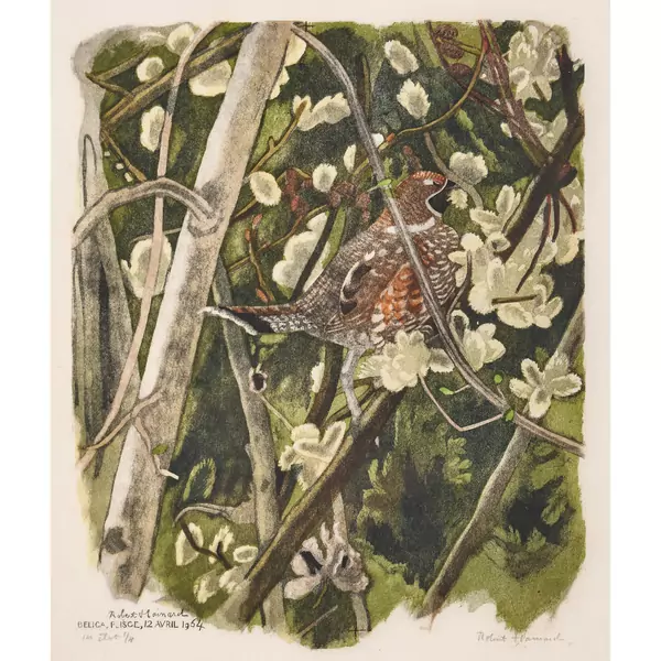 "Gelinotte mangeant des chatons de saule"