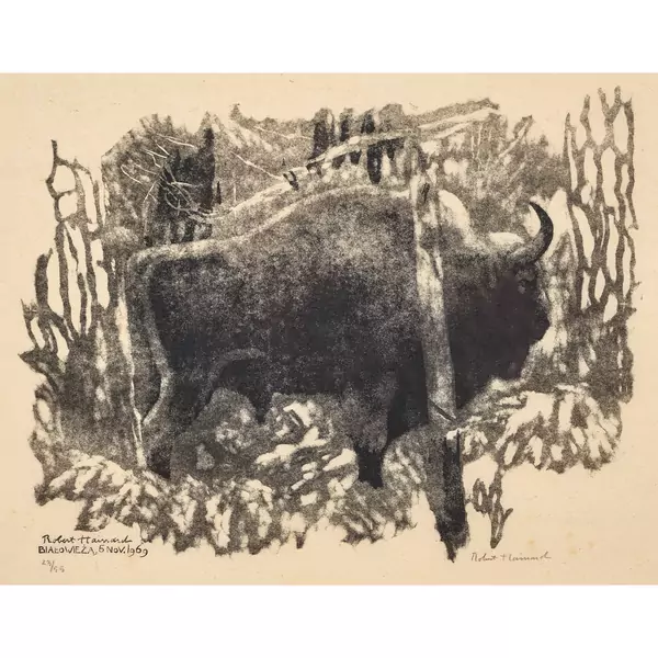 "Le bison solitaire"