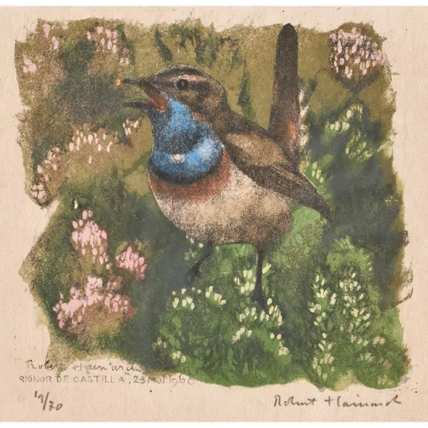 "Gorge-bleue à miroir blanc"