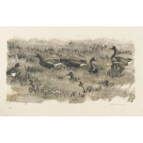 Robert Hainard — Oies rieuses.